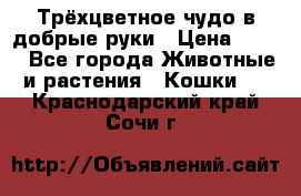 Трёхцветное чудо в добрые руки › Цена ­ 100 - Все города Животные и растения » Кошки   . Краснодарский край,Сочи г.